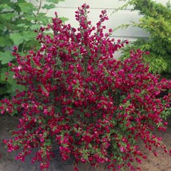 Retema negra 'Boskoop Ruby'